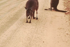PICT0118