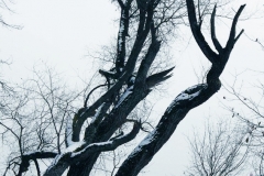 Winterb_ume