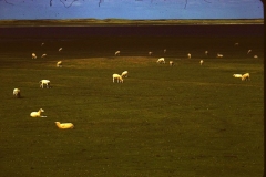 My beautiful picture