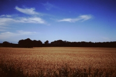 My beautiful picture