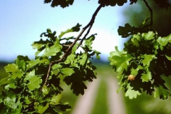 My beautiful picture