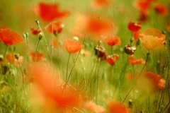 My beautiful picture