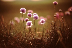 My beautiful picture