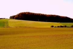 My beautiful picture