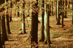 My beautiful picture