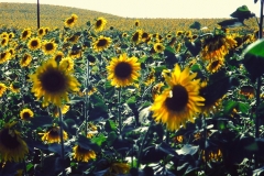 My beautiful picture