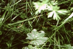 My beautiful picture