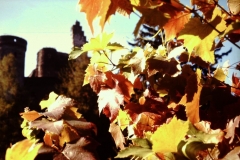 My beautiful picture