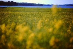 My beautiful picture