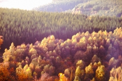 My beautiful picture