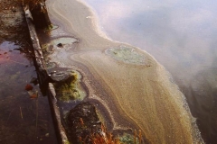 My beautiful picture