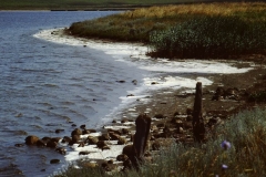 My beautiful picture