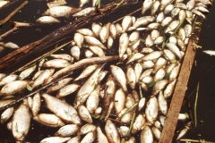 My beautiful picture