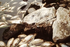 My beautiful picture