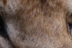^Maraauge