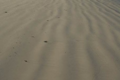 IMG_1231