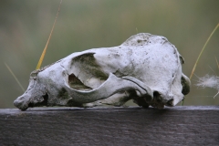 NS54