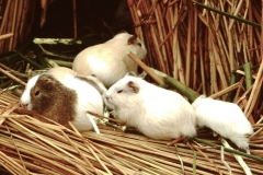 My beautiful picture