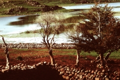 My beautiful picture