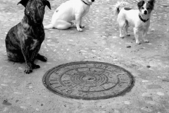3-Hunde-SW