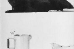 Katze