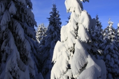 MG_1112-1