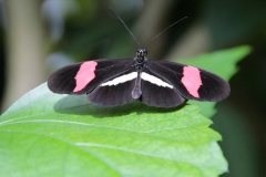 MG_2150