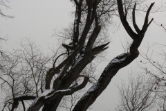 Winterbaeume