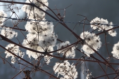 Winterblumen